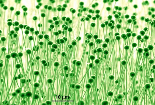 NANOWIRE FOREST