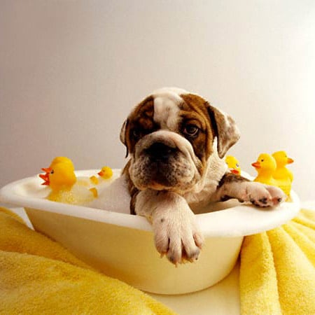 How to bath a dog who hates water!