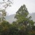 Beautiful pristine rainforests of Malaysia Beautiful pristine rainforests of Malaysia