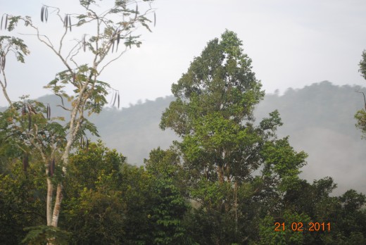 Beautiful pristine rainforests of Malaysia