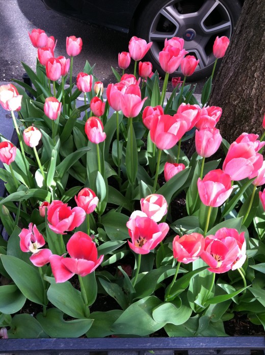 Really, stop and smell the roses! 