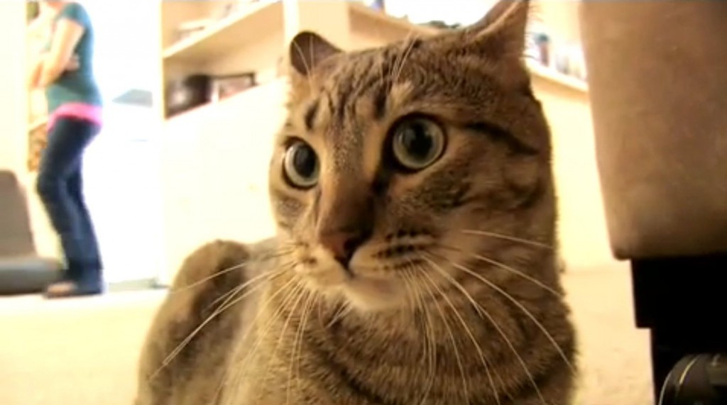 Sparta And The Mean Kitty YouTube Channel By Cory Williams HubPages