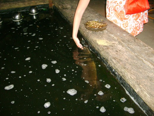 There is a fish you can pet at the Abbey House Gardens