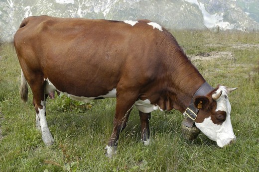 A Cow...