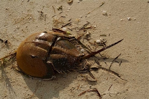 In case you don't know what they look like here is a horseshoe crab up on the beach in Key Largo. They really are a strange looking crab.