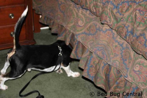 seeking under the bed for his "ball"