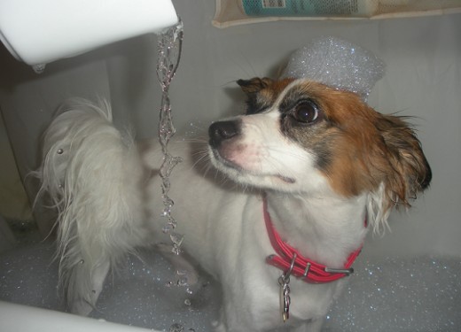 My pup, Kitsune, in the bath.