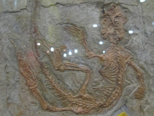 Dinosaur Fossil at Beijing Museum