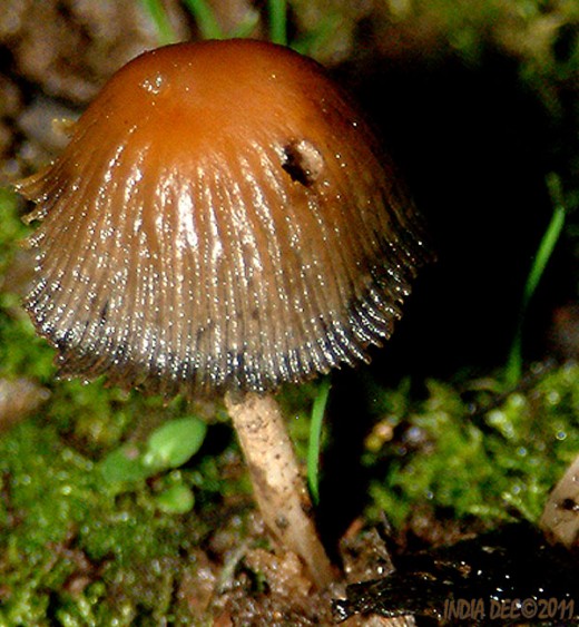Semper-fi Mushroom