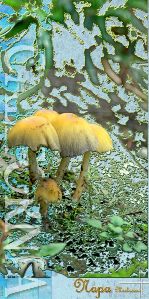 Napa Mushroom Psychedelic poster 