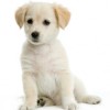Simple Pet Care profile image
