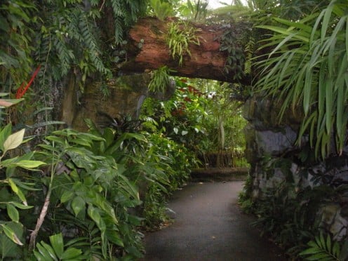 Photo 3 - A Path in the Climatron.  Its very lush and tropical.