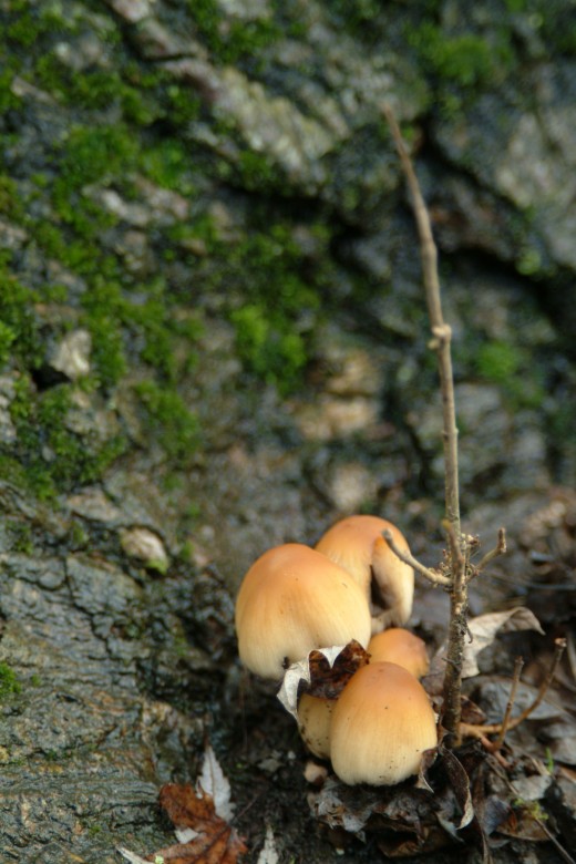 Marshmallow Mushrooms