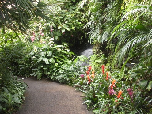Taken in a tropical conservatory.