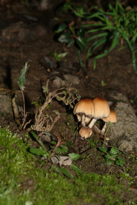 Mushroom Hill