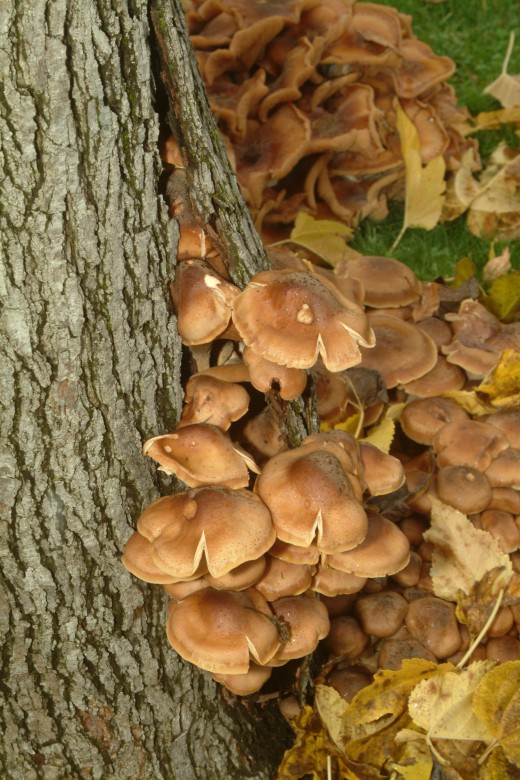 Mushroom Subway