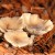 Pooling Mushroom Rain