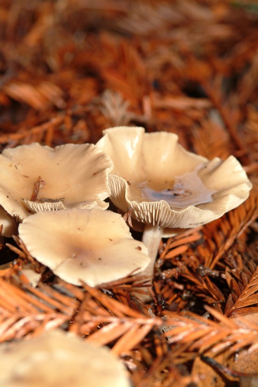 Pooling Mushroom Rain