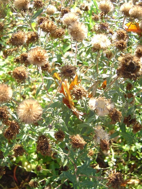 Leave the seed heads through the winter for birds and insects.