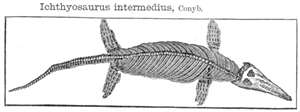 Ichthyosaur Skeleton