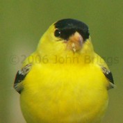 FinchyFinch443 profile image