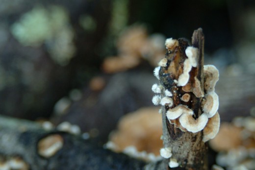 Cottonball Shrooms
