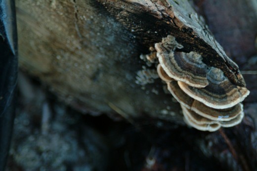 Fans of Mushroom