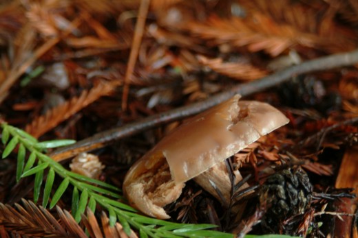 Near end Mushroom