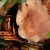 Fleshroom