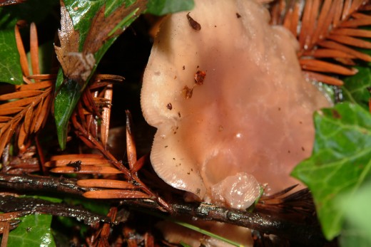Fleshroom