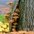 Tree Invading Mushrooms