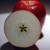 The Apple is Sacred Fruit believed to have grown on the Isle of Avalon. The Apple is Sacred Fruit believed to have grown on the Isle of Avalon.