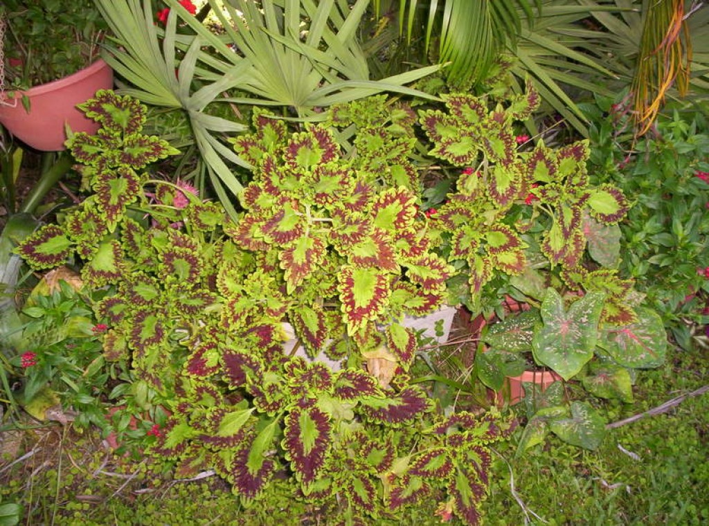 Coleus: A Shade Loving, Colorful, And Easy To Grow Plant. Instructions