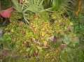 Coleus: A Shade Loving, Colorful, And Easy To Grow Plant. Instructions On How To Propagate Coleus