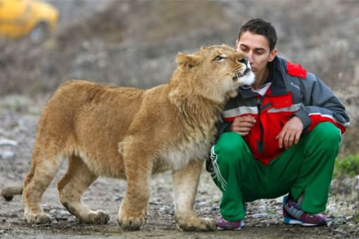 Pet Lion