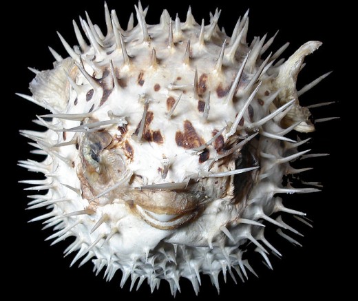 Dinner...to impress...Puffer fish...