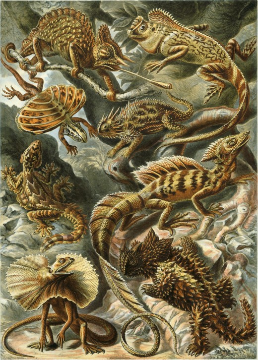 Lacertilia", from Ernst Haeckel's Kunstformen der Natur, 1904