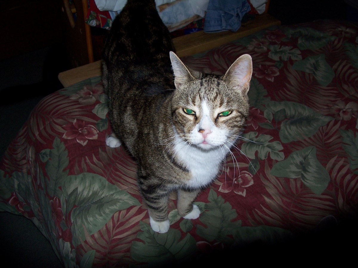 Tigger, ten years old.  "I beg your pardon, but did you have a question for me?" Died of a cancer growth in his ear.