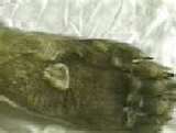 A Big Foot