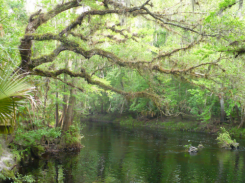 Hillsborough River State. Photo by ParkWes Bryant, CC BY-SA 2.0,  flickr.com/photos/vcalzone/4548936756/in/set-72157623923217796
