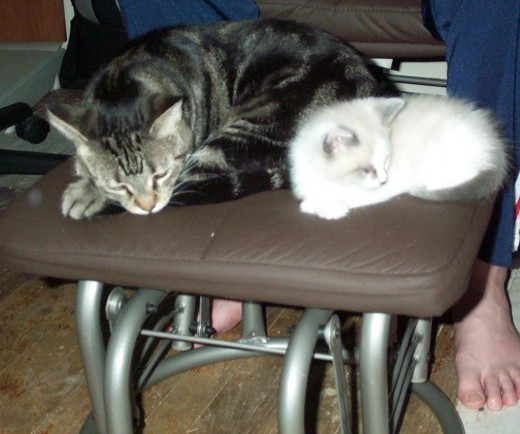Neo (Knut) and Tabby resting.