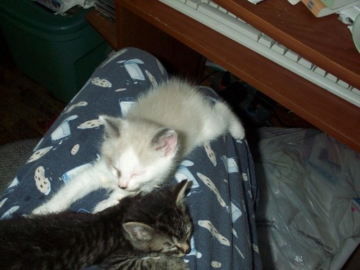 Happy, sleeping kittens with full tummies.