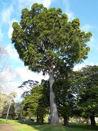 The massive kauri pine from New Zealand.