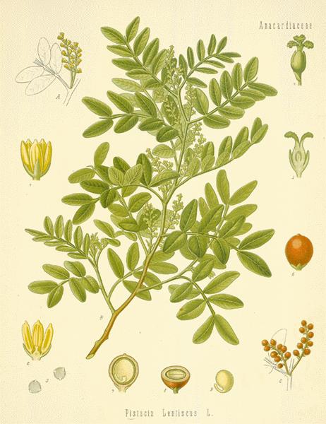 Detail on the mastic tree.