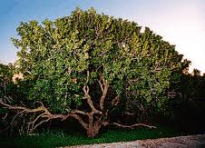 Pistacia sp.