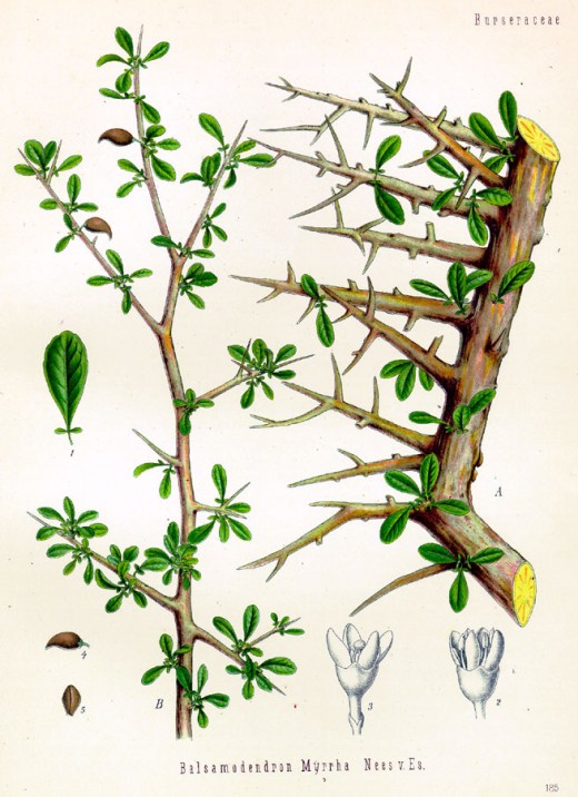 Commiphora myrrha tree.