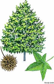 Sweetgum