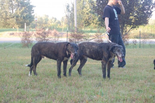 During the first walks we couldn't stop without causing panic. This was walk four and they were starting to relax.