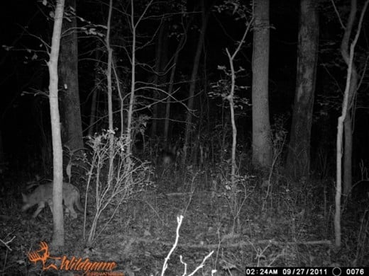 Photo courtesy of DeerTrackingCameras.com.