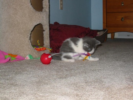I noticed in a lot of Dixie's kitten pictures the little pink blanket was usually there!